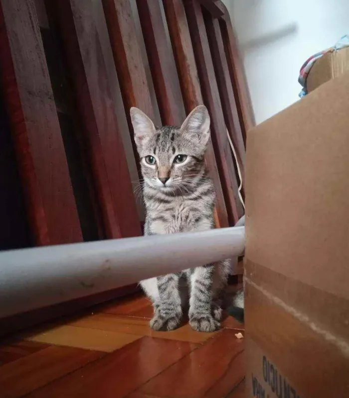 Gato ra a srd idade 2 a 6 meses nome pimenta e alecrim