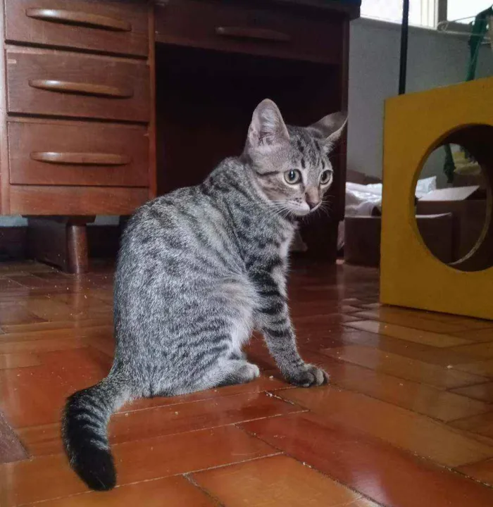 Gato ra a srd idade 2 a 6 meses nome pimenta e alecrim
