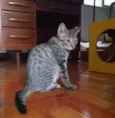 pimenta e alecrim