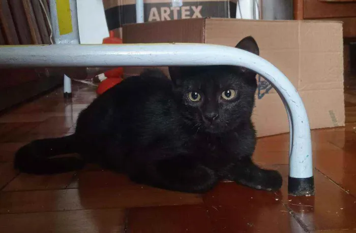 Gato ra a srd idade 2 a 6 meses nome pimenta e alecrim