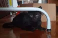 pimenta e alecrim