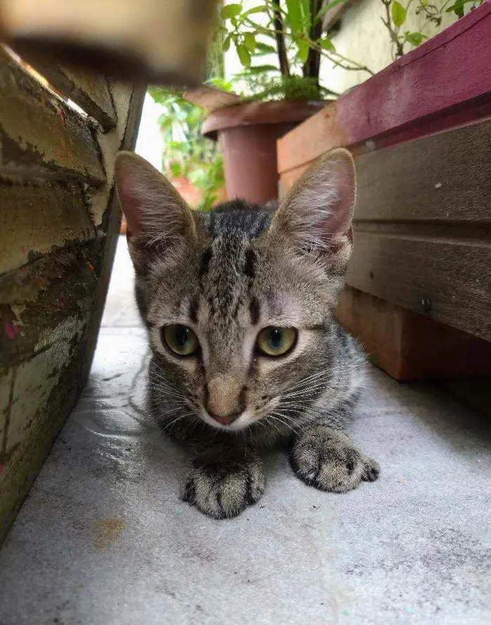 Gato ra a srd idade 2 a 6 meses nome pimenta e alecrim