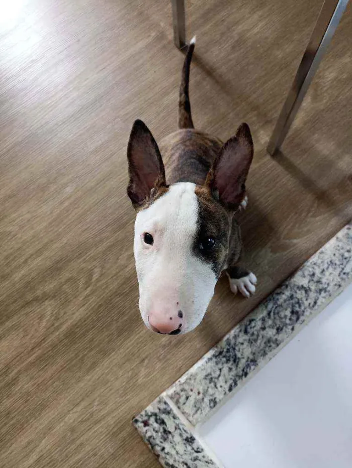 Cachorro raça Bullterrier idade 2 a 6 meses nome Apolo