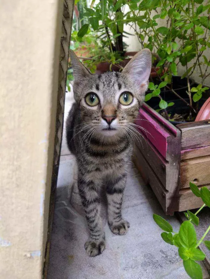 Gato ra a srd idade 2 a 6 meses nome pimenta e alecrim