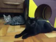 pimenta e alecrim