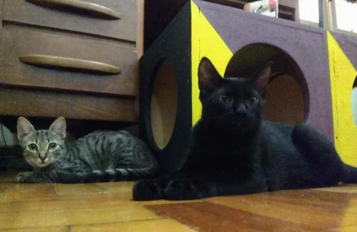 Gato ra a srd idade 2 a 6 meses nome pimenta e alecrim