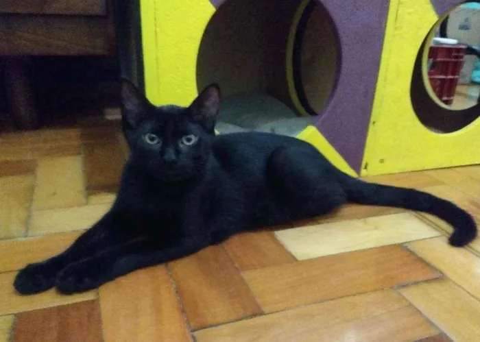 Gato ra a srd idade 2 a 6 meses nome pimenta e alecrim