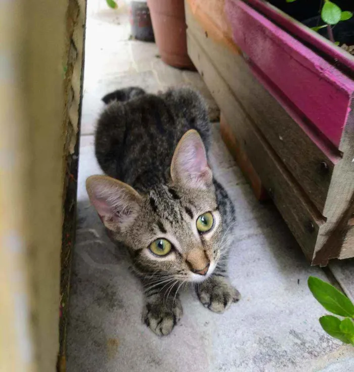 Gato ra a srd idade 2 a 6 meses nome pimenta e alecrim