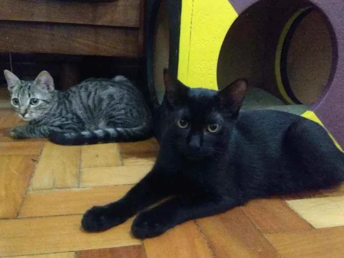 Gato ra a srd idade 2 a 6 meses nome pimenta e alecrim