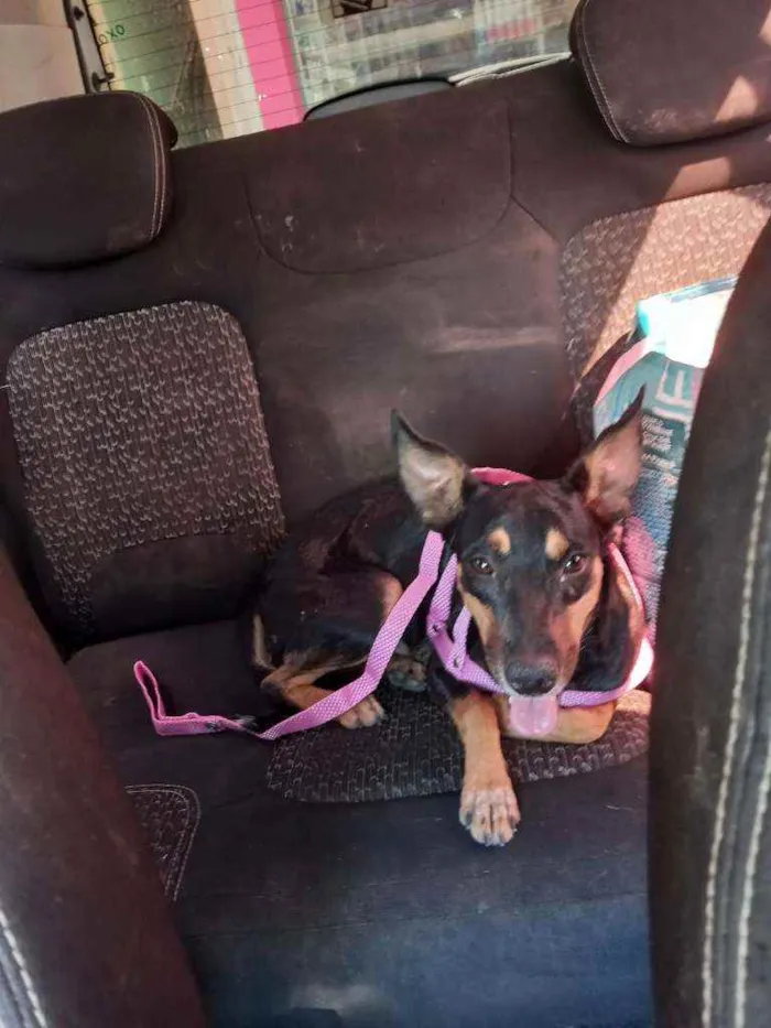 Cachorro ra a SRD idade 7 a 11 meses nome Dandara