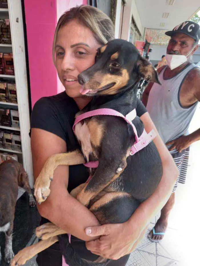 Cachorro ra a SRD idade 7 a 11 meses nome Dandara