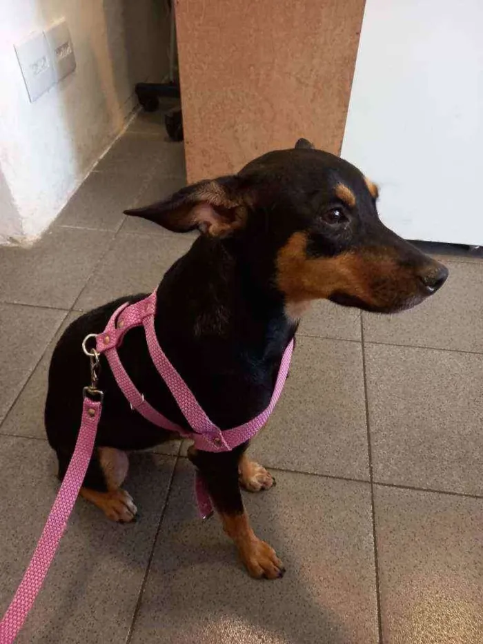 Cachorro ra a SRD idade 7 a 11 meses nome Dandara