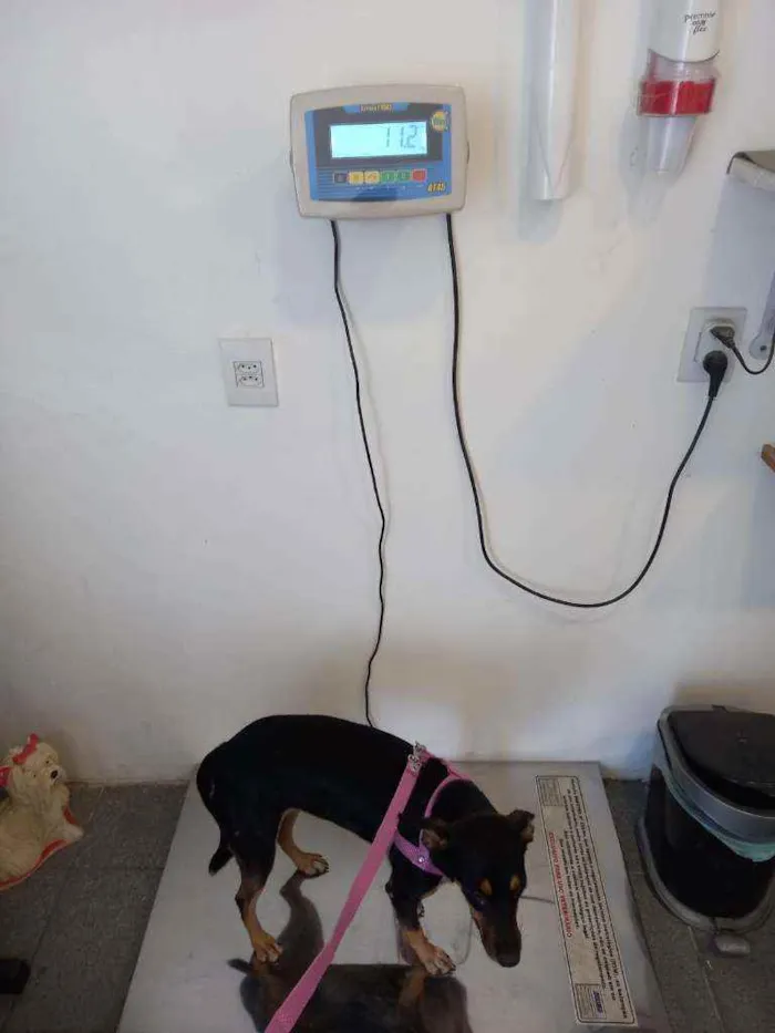 Cachorro ra a SRD idade 7 a 11 meses nome Dandara
