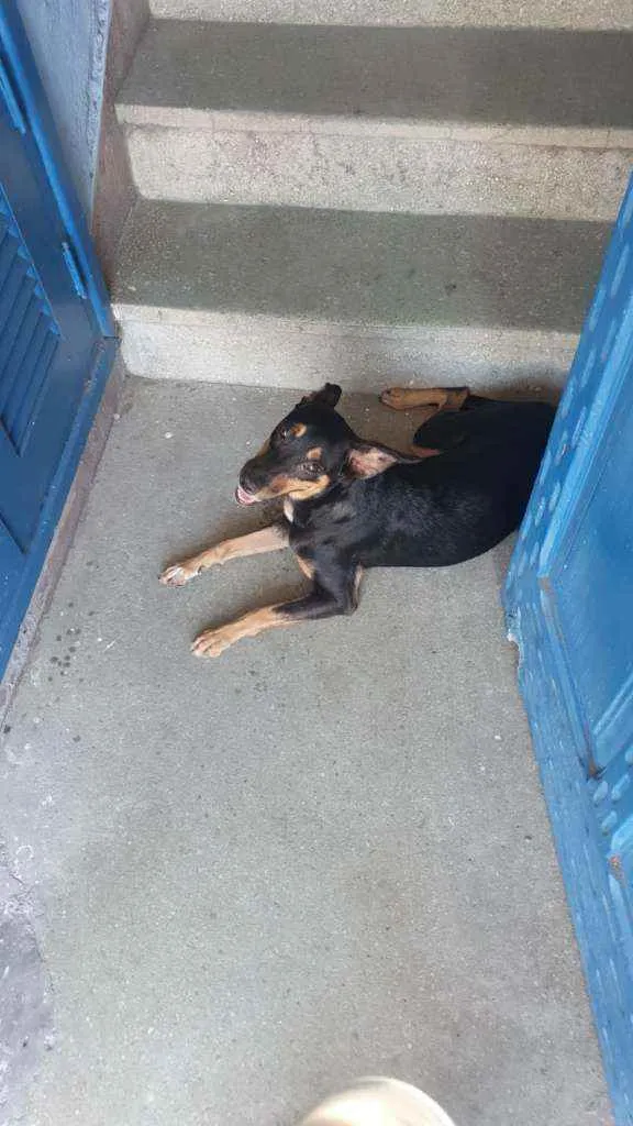 Cachorro ra a SRD idade 7 a 11 meses nome Dandara