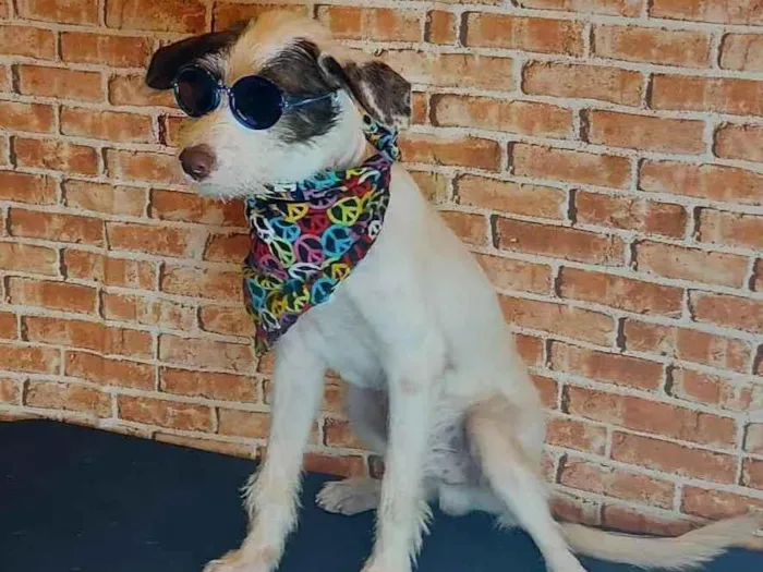 Cachorro ra a SRD idade 2 a 6 meses nome Cleiton