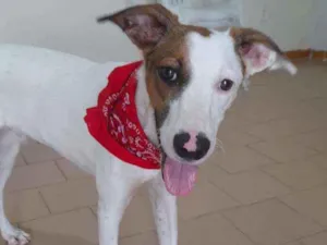 Cachorro raça Srd  idade 7 a 11 meses nome Apolo
