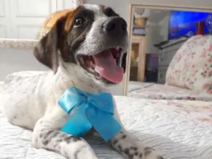 Cachorro raça Srd  idade 2 a 6 meses nome Dudu