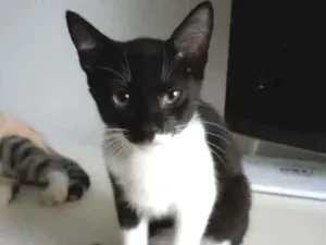 Gato raça Srd idade 2 a 6 meses nome Lord