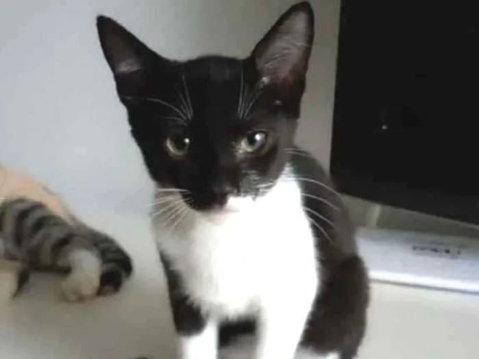 Gato ra a Srd idade 2 a 6 meses nome Lord