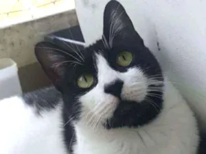Gato raça Srd idade 2 anos nome Filó 