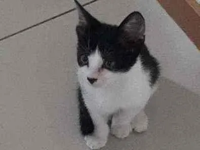 Gato ra a Não possui  idade 2 a 6 meses nome Maria