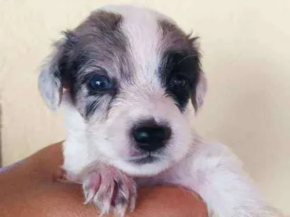 Cachorro raça Vira lata idade Abaixo de 2 meses nome Filhotes
