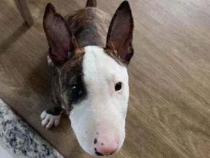 Cachorro raça Bullterrier idade 2 a 6 meses nome Apolo