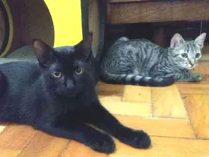 Gato raça srd idade 2 a 6 meses nome pimenta e alecrim