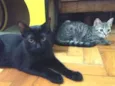 pimenta e alecrim
