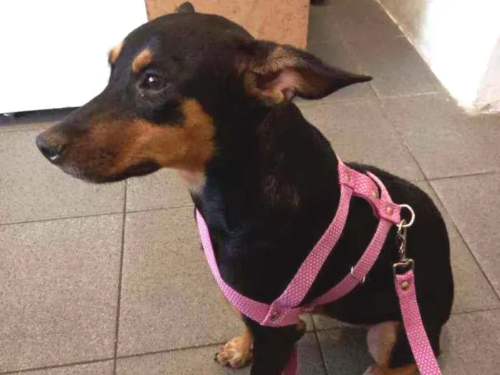 Cachorro ra a SRD idade 7 a 11 meses nome Dandara