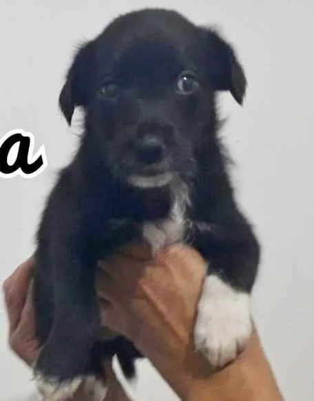 Cachorro raça SRD idade Abaixo de 2 meses nome MELODY
