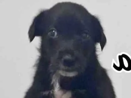 Cachorro raça SRD idade Abaixo de 2 meses nome MELODY