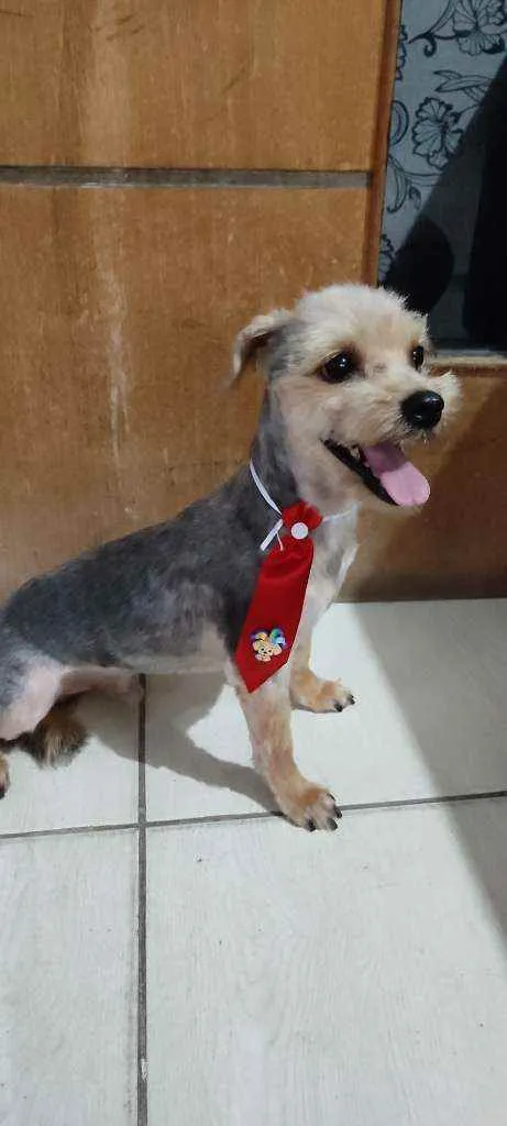 Cachorro ra a Yorkshire terrier  idade 3 anos nome Nick