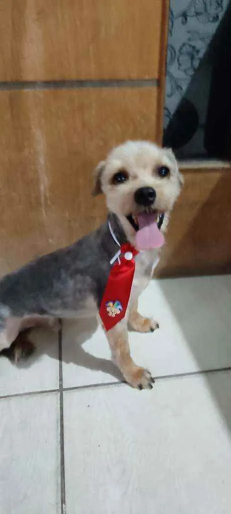 Cachorro ra a Yorkshire terrier  idade 3 anos nome Nick