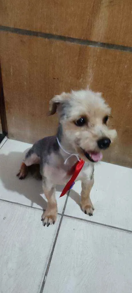 Cachorro ra a Yorkshire terrier  idade 3 anos nome Nick