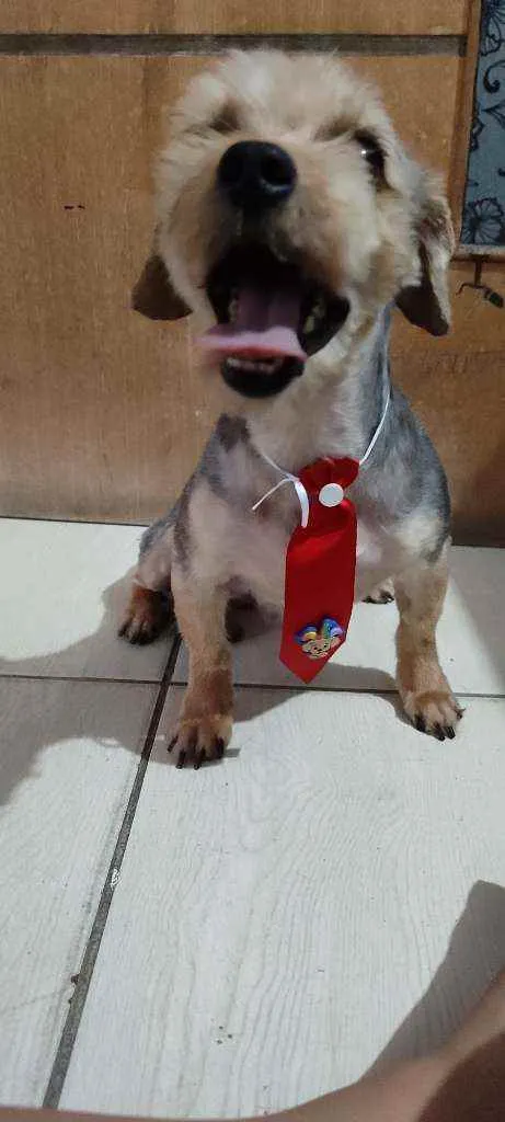 Cachorro ra a Yorkshire terrier  idade 3 anos nome Nick