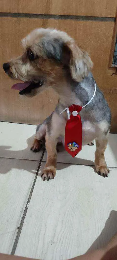 Cachorro ra a Yorkshire terrier  idade 3 anos nome Nick