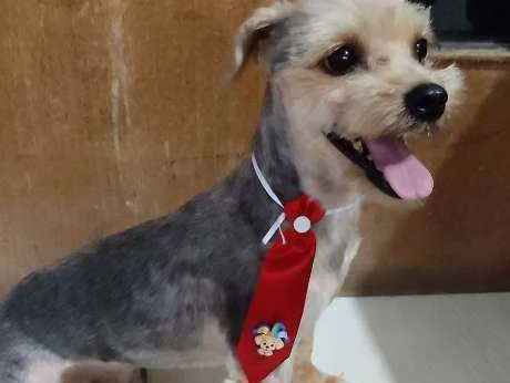 Cachorro ra a Yorkshire terrier  idade 3 anos nome Nick
