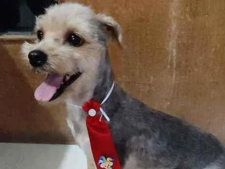 Cachorro ra a Yorkshire terrier  idade 3 anos nome Nick