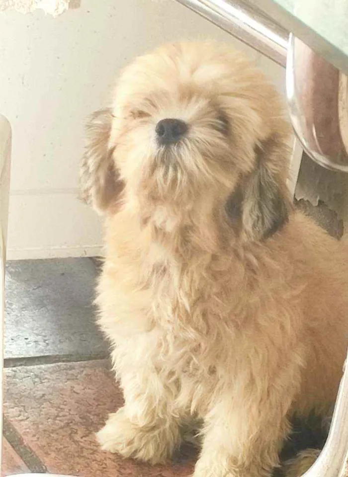 Cachorro raça Lhasa idade 4 anos nome Sem nome 
