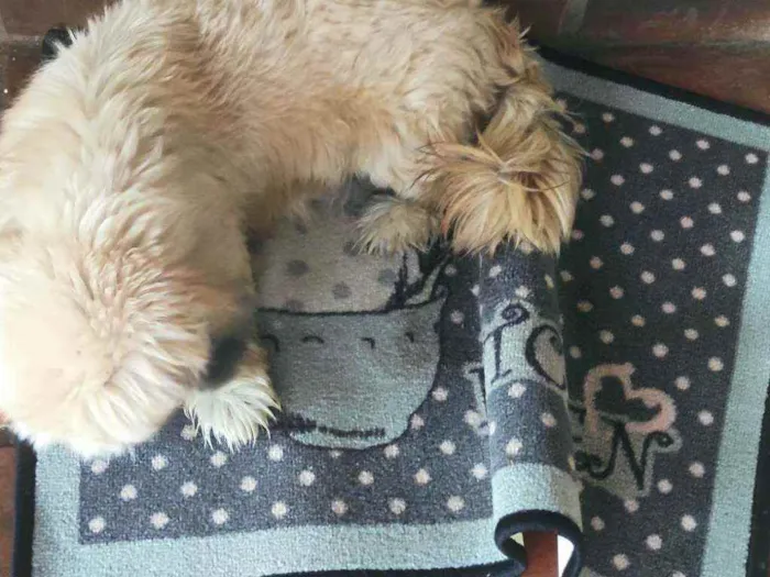 Cachorro raça Lhasa idade 4 anos nome Sem nome 