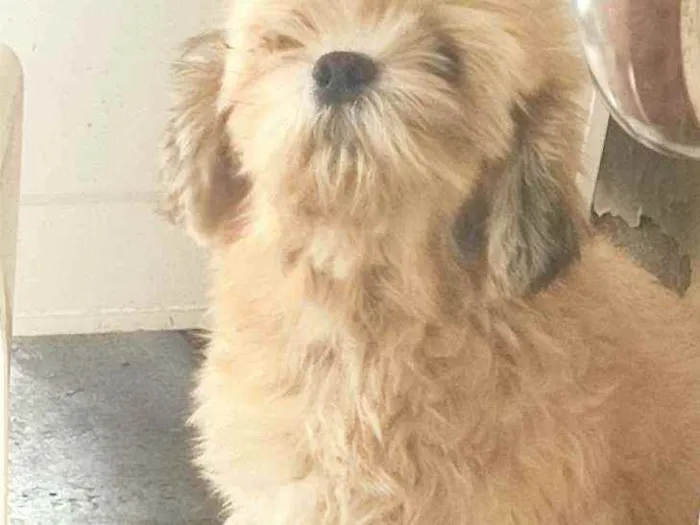 Cachorro raça Lhasa idade 4 anos nome Sem nome 