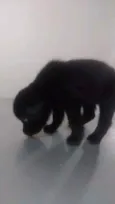 Mulata