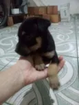 Soneca