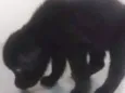 Mulata