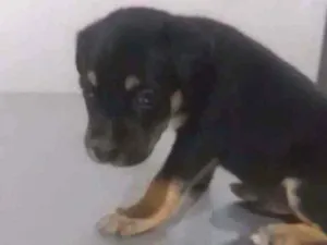 Cachorro raça Vira-lata idade 2 a 6 meses nome Soneca