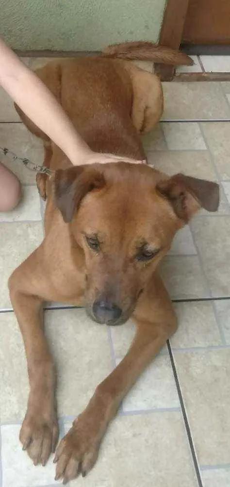 Cachorro ra a vira lata misturada com chow idade 6 ou mais anos nome nina