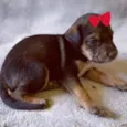 Cacau 