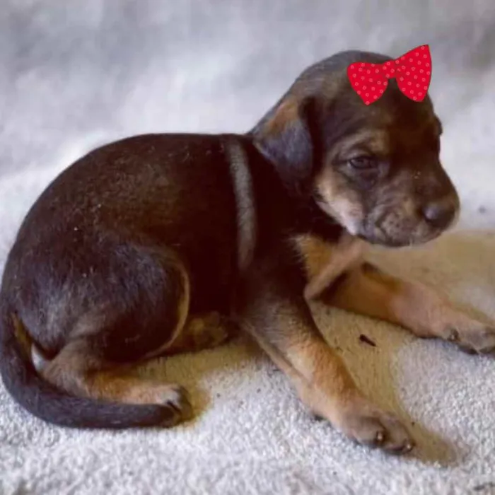 Cachorro ra a Mestiça  idade Abaixo de 2 meses nome Cacau 