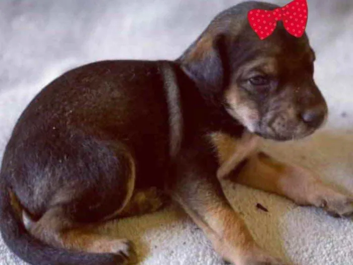 Cachorro ra a Mestiça  idade Abaixo de 2 meses nome Cacau 